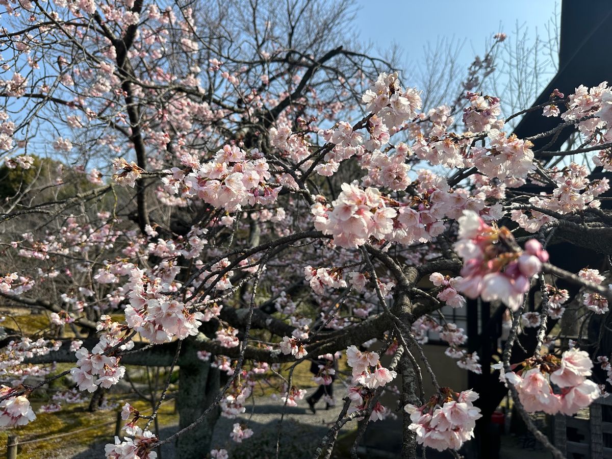 京都河津桜
鴨川三条、京都御所、渉成園 
仁和寺はホームページより