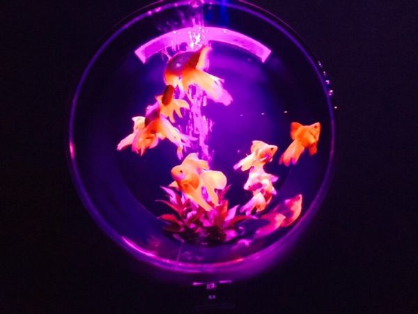 日本・千葉県「東京、ディズニー旅行」の写真