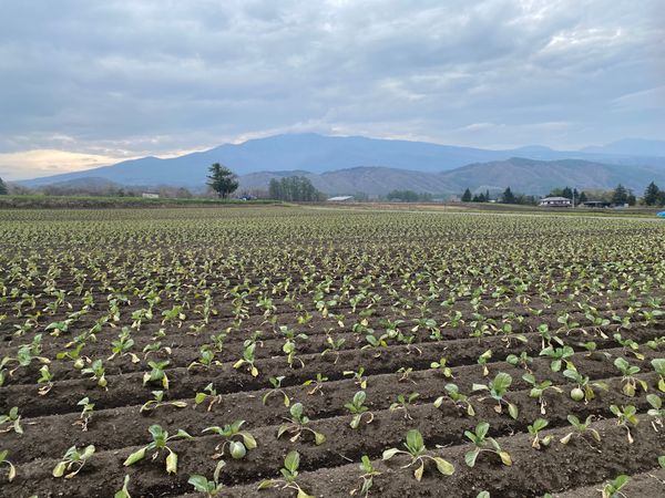 日本・群馬県「嬬恋村」の写真