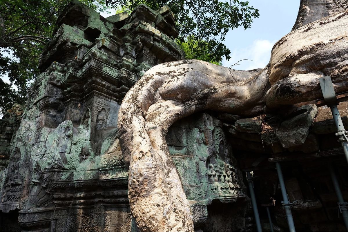 とにかく木の根がすごい遺跡