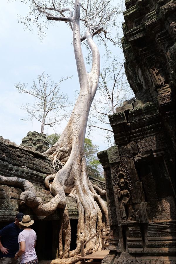 ベトナム・HoChiMinhCity「ベトナム、カンボジア弾丸旅」の写真：とにかく木の根がすごい遺跡