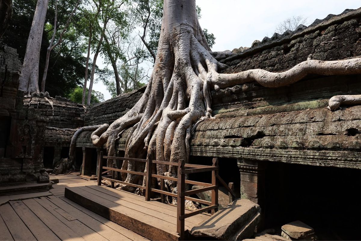 とにかく木の根がすごい遺跡
