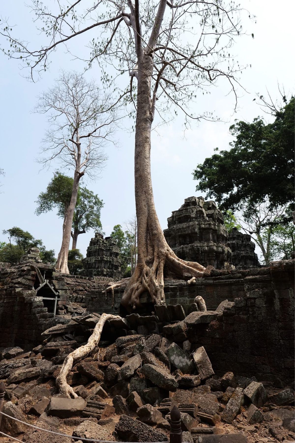 とにかく木の根がすごい遺跡