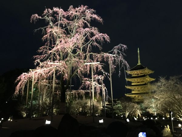 日本・京都府「京都旅行」の写真