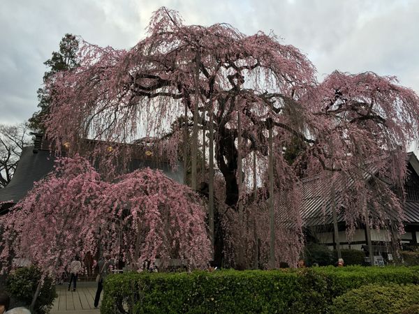 日本・静岡県「山梨と静岡の桜のバス旅」の写真