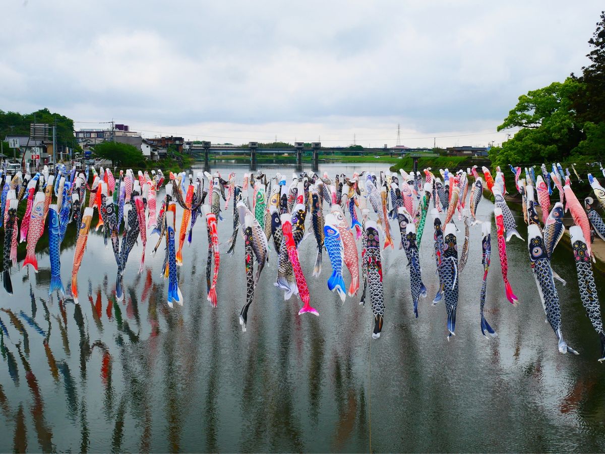 川上峡の鯉のぼり🎏