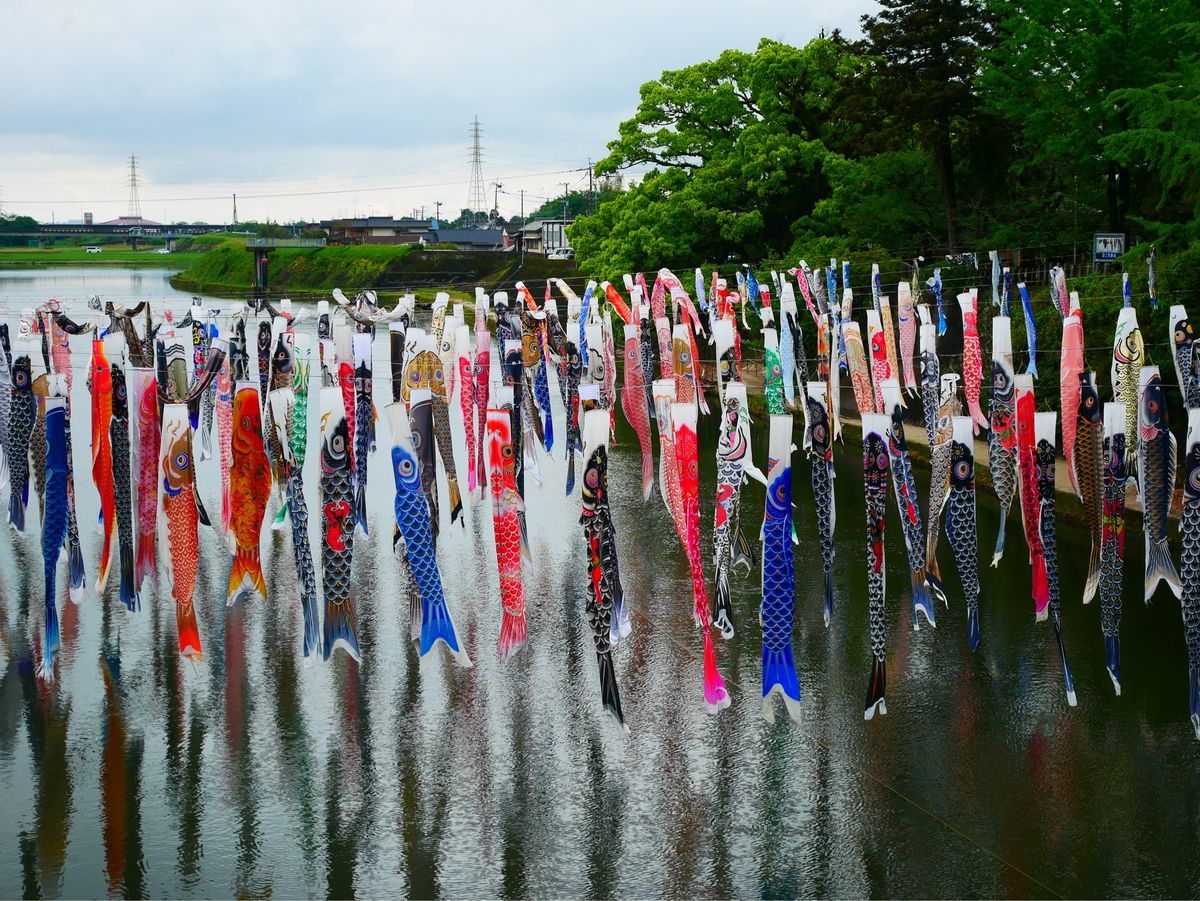 川上峡の鯉のぼり🎏