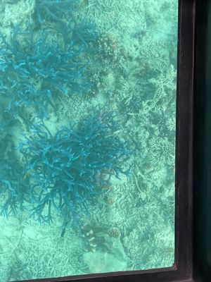 川平湾でグラスボート
定番の観光地らしい
青い珊瑚が気に入った

酔いやす...