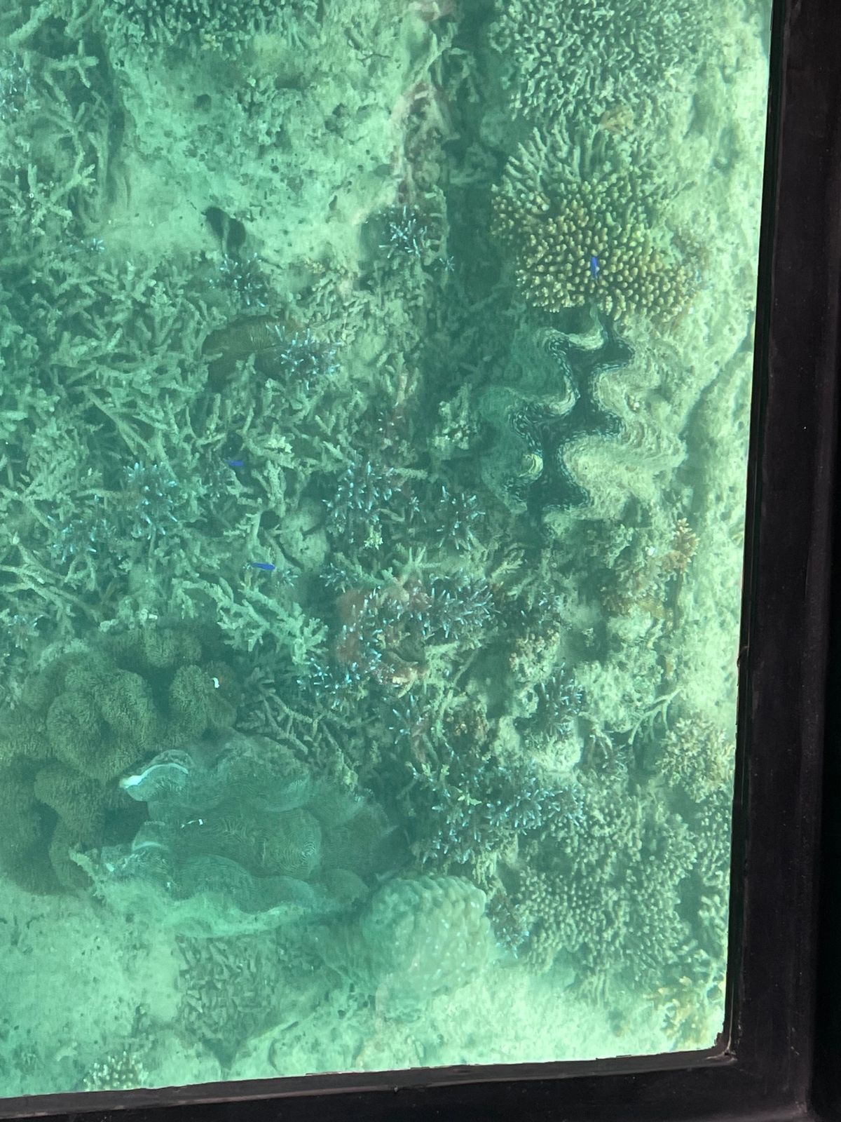 川平湾でグラスボート
定番の観光地らしい
青い珊瑚が気に入った

酔いやす...