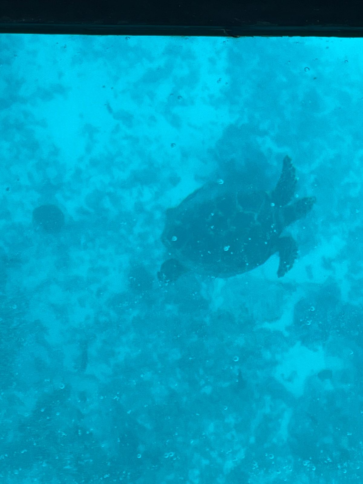 川平湾でグラスボート
定番の観光地らしい
青い珊瑚が気に入った

酔いやす...