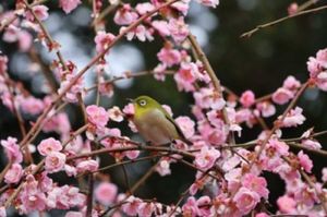 メジロが梅の花にたくさん集まってきていました。