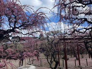 津市藤方にある結城神社。ここは枝垂れ梅の名所として有名です。