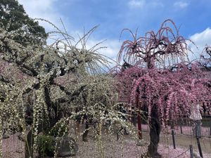 津市藤方にある結城神社。ここは枝垂れ梅の名所として有名です。