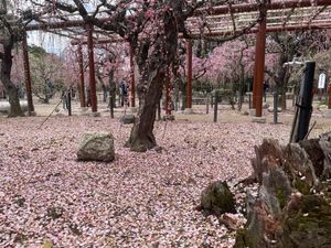 メジロが梅の花にたくさん集まってきていました。