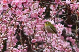 メジロが梅の花にたくさん集まってきていました。