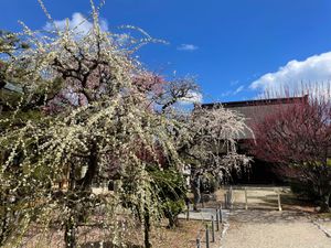 津市藤方にある結城神社。ここは枝垂れ梅の名所として有名です。