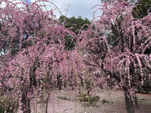 津市藤方にある結城神社。ここは枝垂れ梅の名所として有名です。