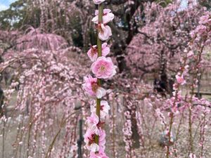 メジロが梅の花にたくさん集まってきていました。