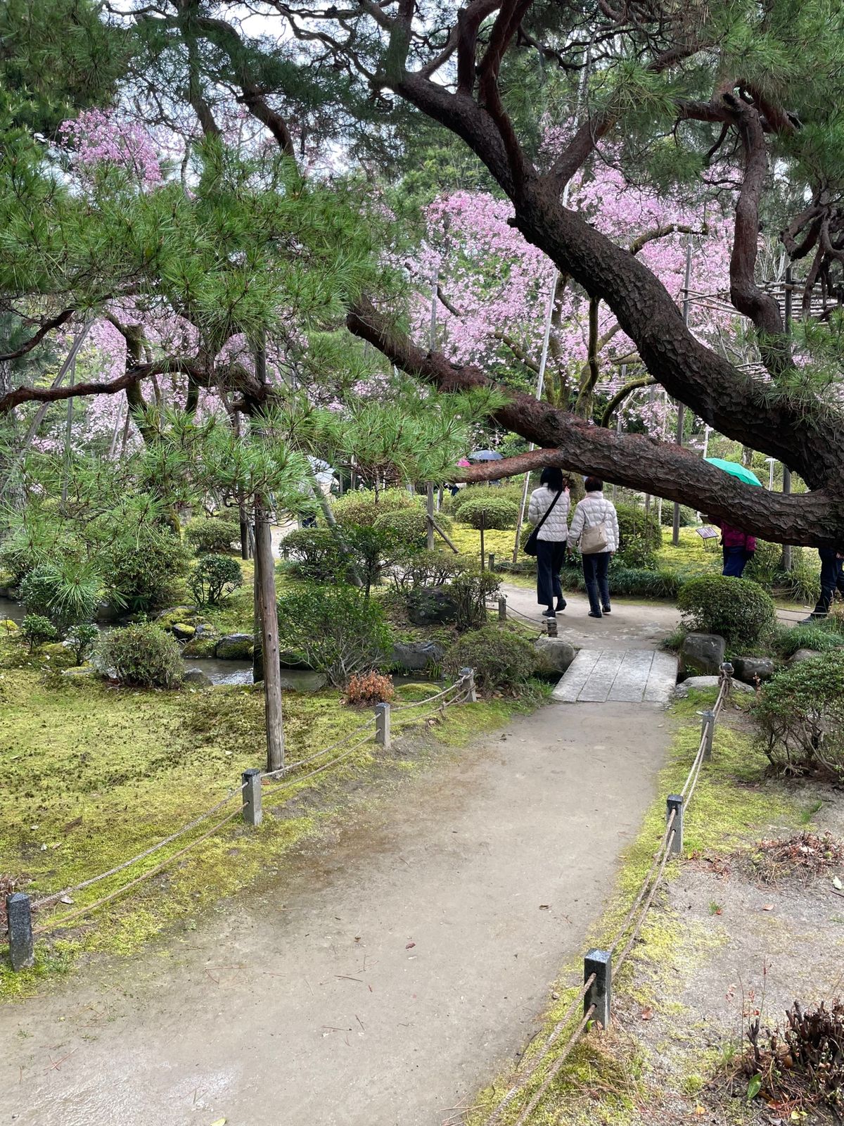 平安神宮⛩️桜満開だったが雨のため帰路へ