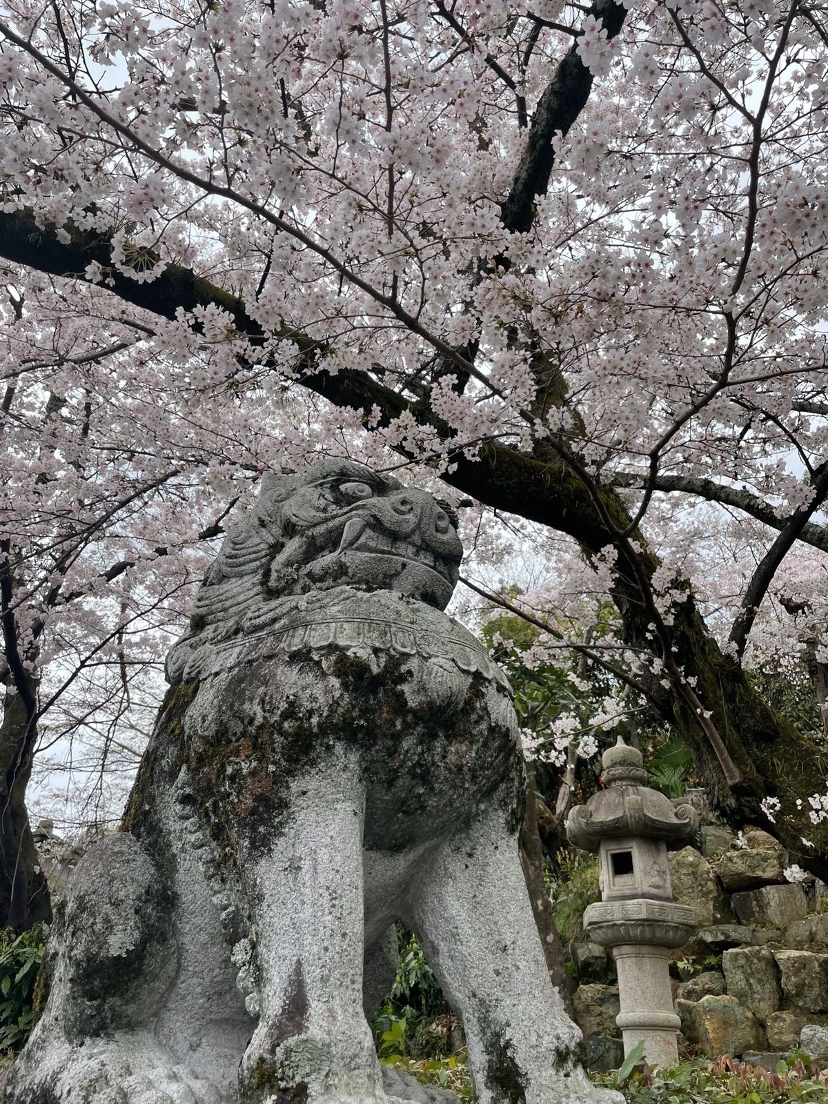 織田信長が祀られている
建勲神社⛩️