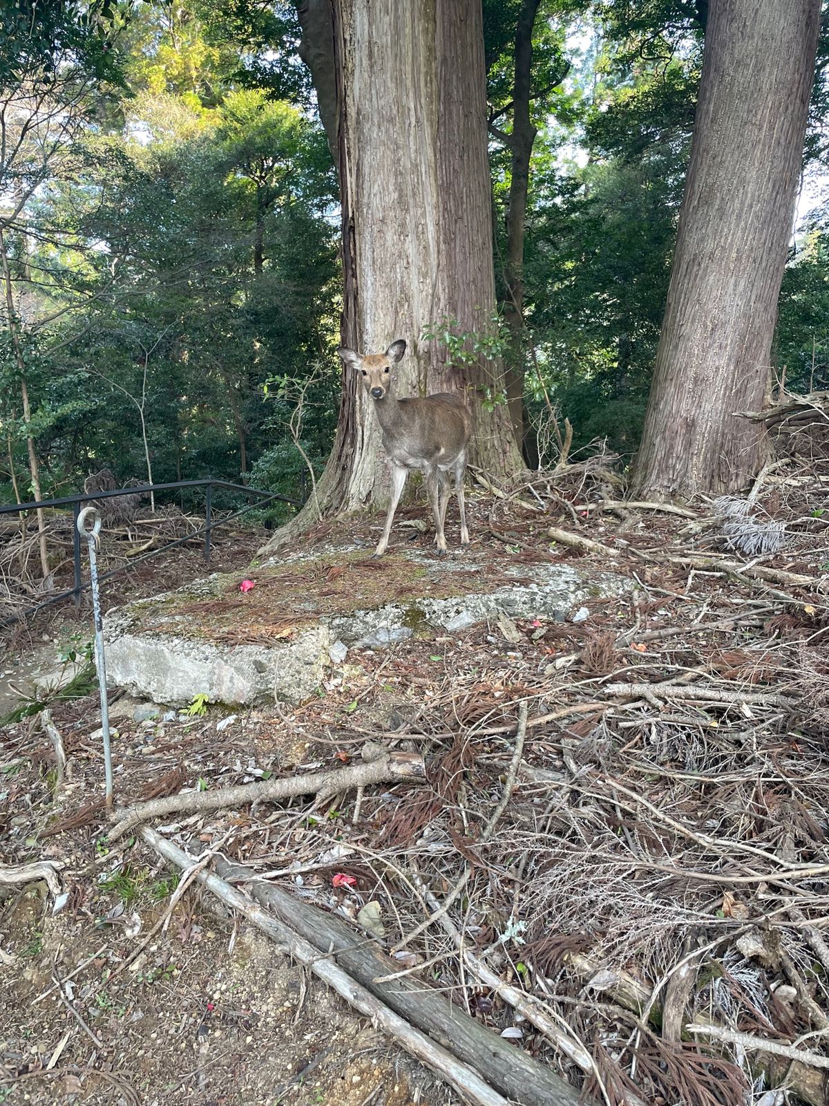 鞍馬寺奥院にて野生の鹿にご挨拶🦌