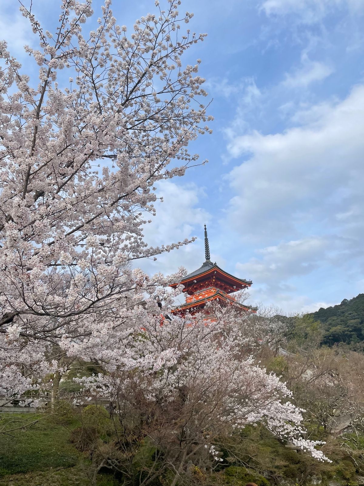 清水寺と地主神社⛩️
