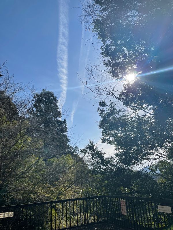日本・京都「京都旅行」の写真：鞍馬寺奥院にて野生の鹿にご挨拶🦌