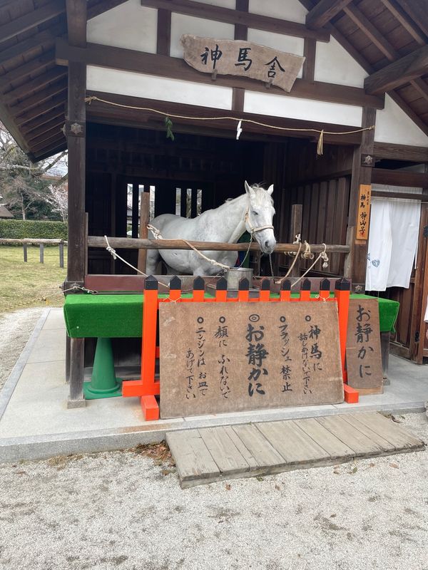 日本・京都「京都旅行」の写真：上賀茂神社⛩️