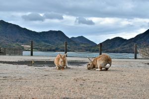 大久野島
うさぎ島