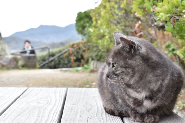 日本・山口県「広島・山口旅行」の写真：尾道
