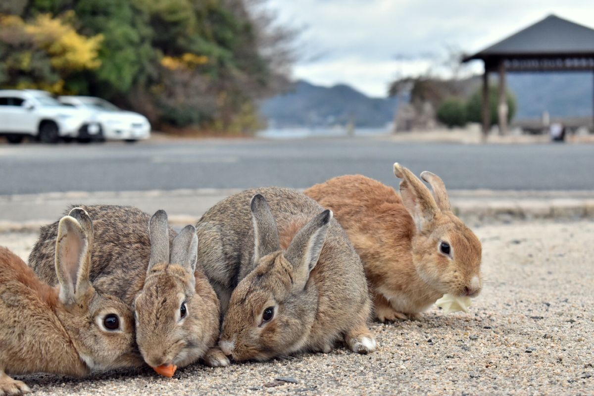大久野島
うさぎ島