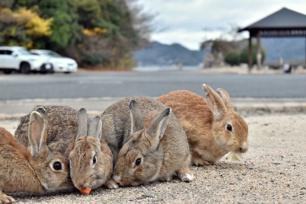 日本・山口県「広島・山口旅行」の写真：大久野島
うさぎ島