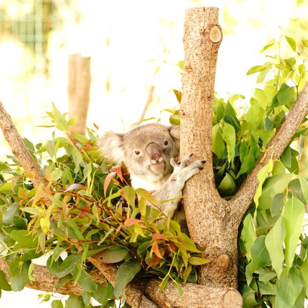 日本・霧島神宮「1泊2日　鹿児島旅行」の写真