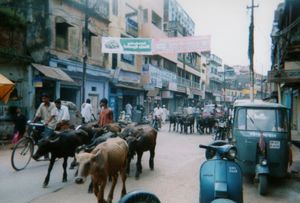 初インド。コルカタから陸路でブッダガヤ、ヴァラナシ、デリー、ジョードプル、...