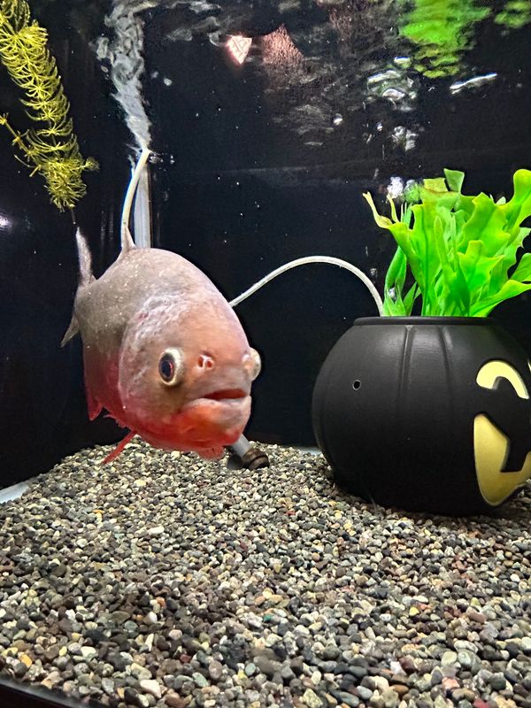 日本・岩手県「#にっぽん巡行 岩手県」の写真：久慈地下水族科学館