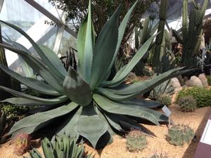 数時間でも一通り回れた
植物園って楽しい