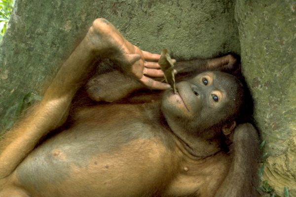 マレーシア・コタキナバル「ボルネオ」の写真