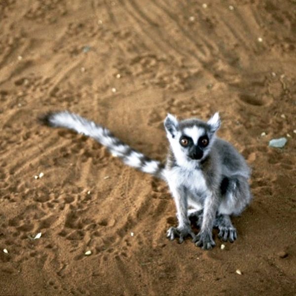 マダガスカル・アンタナナリボ「マダガスカル」の写真