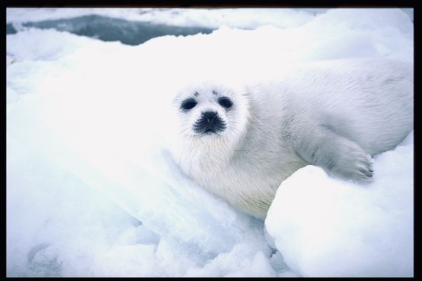 カナダ・マドレーヌ島「アザラシの赤ちゃんに会いに行く」の写真