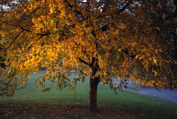 アメリカ(米国)・ニューヨーク「ボストン」の写真
