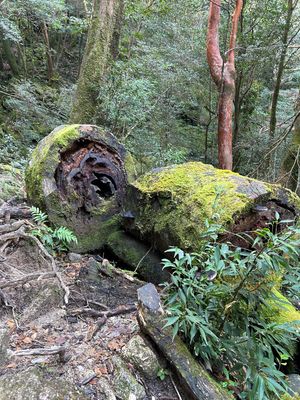 たくさんの島民の方に「屋久島に来たのに白谷雲水峡に行かないのはもったいない...