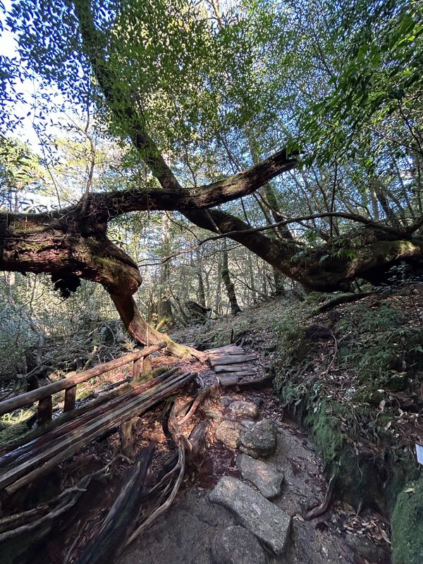 日本・鹿児島県「#にっぽん巡行 屋久島」の写真