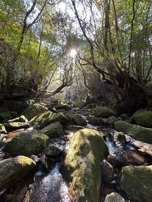 たくさんの島民の方に「屋久島に来たのに白谷雲水峡に行かないのはもったいない...