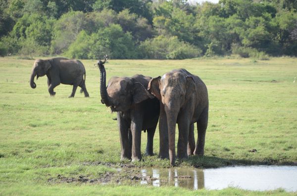 スリランカ・コロンボ「スリランカ象まつり」の写真