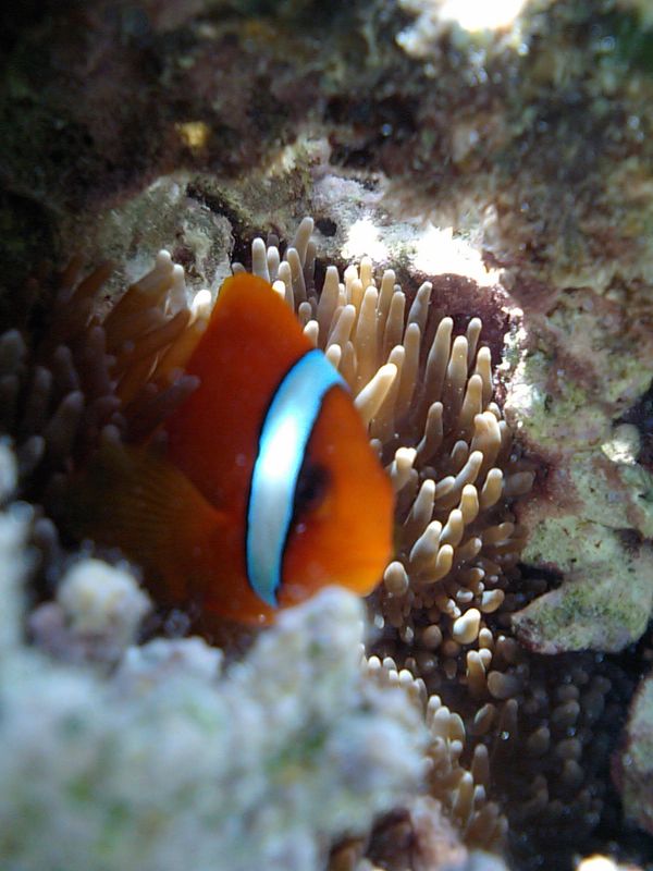 日本・宮古島「宮古島ツアー」の写真：海で泳いで美味しい沖縄料理を食べて夜は知...