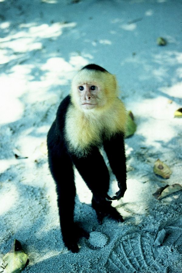 コスタリカ・サンホセ「コスタリカ」の写真