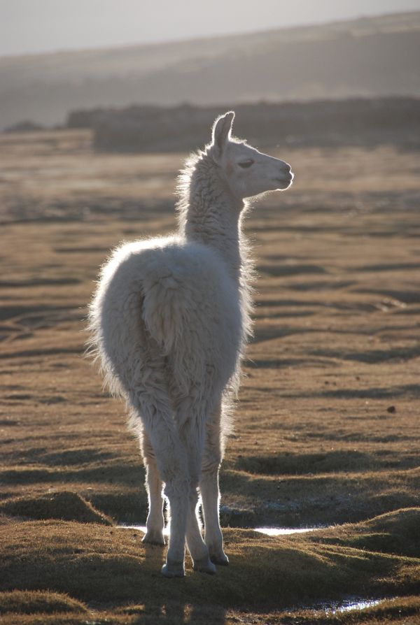 ボリビア多民族国・ラパス「ボリビア」の写真