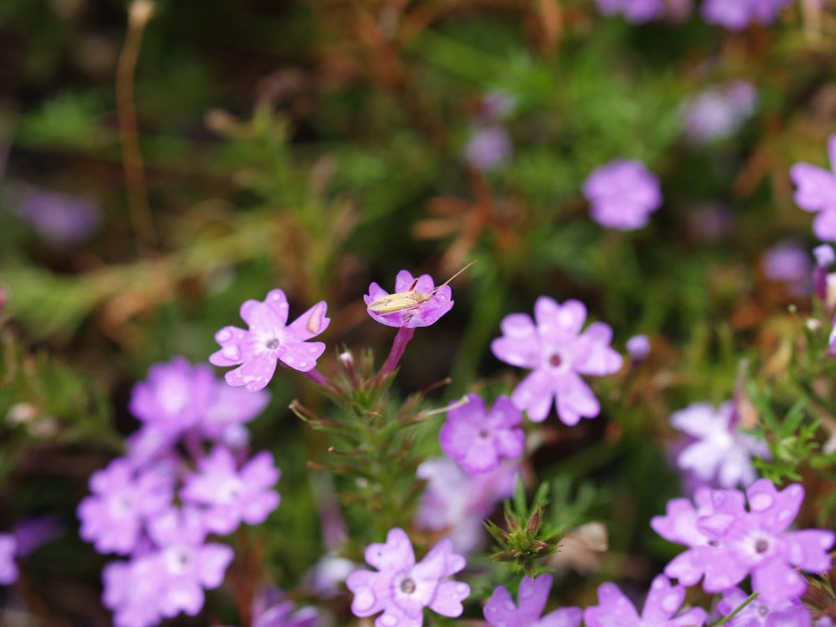 鹿児島からフェリーで屋久島へ。自然を満喫。買ったばかりのカメラでいろいろ撮...