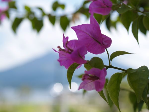 日本・鹿児島県「屋久島の旅」の写真：鹿児島からフェリーで屋久島へ。自然を満喫...