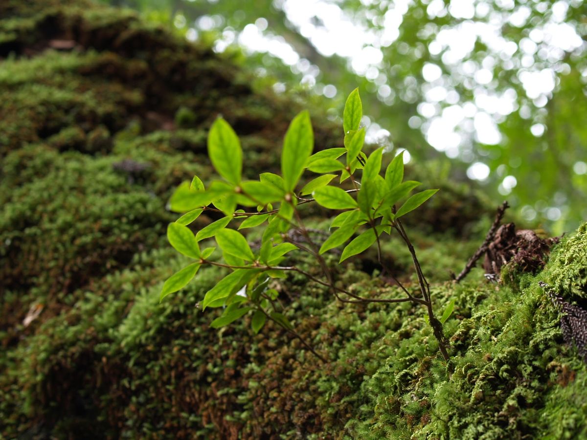 鹿児島からフェリーで屋久島へ。自然を満喫。買ったばかりのカメラでいろいろ撮...